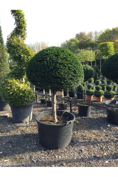 Тис ягідний Топіар Куля на штамбі фото